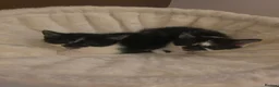 Mixed Breed cats for sale: ✨️4 Beautiful kittens 5 weeks old🐈🐈‍⬛️😻 in Chorley - Advert 8