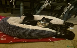 Mixed Breed cats for sale: Beautiful Kittens looking for forever homes  - Image 11