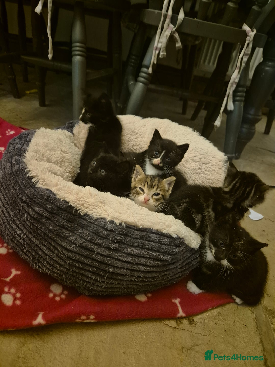 Mixed Breed cats for sale: Beautiful Kittens looking for forever homes  - Image 11