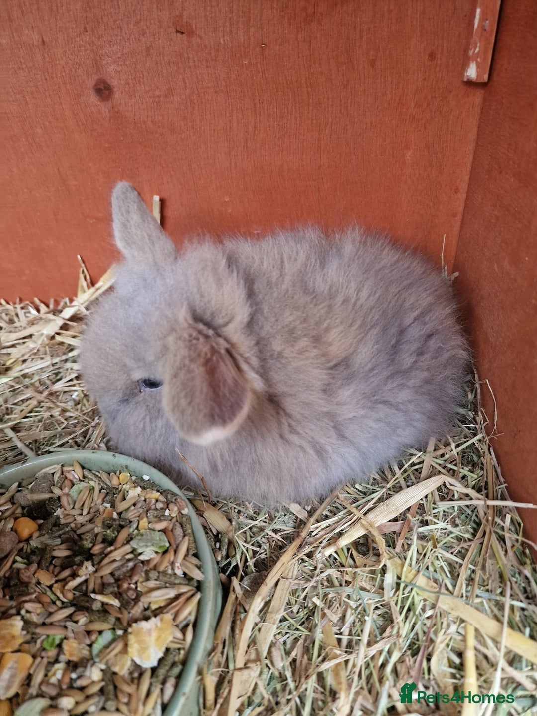 Mini Lion Lop rabbits for sale: Baby lop lionheads  - Advert 6