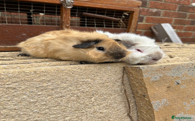 Guinea Pig rodents - Advert 1