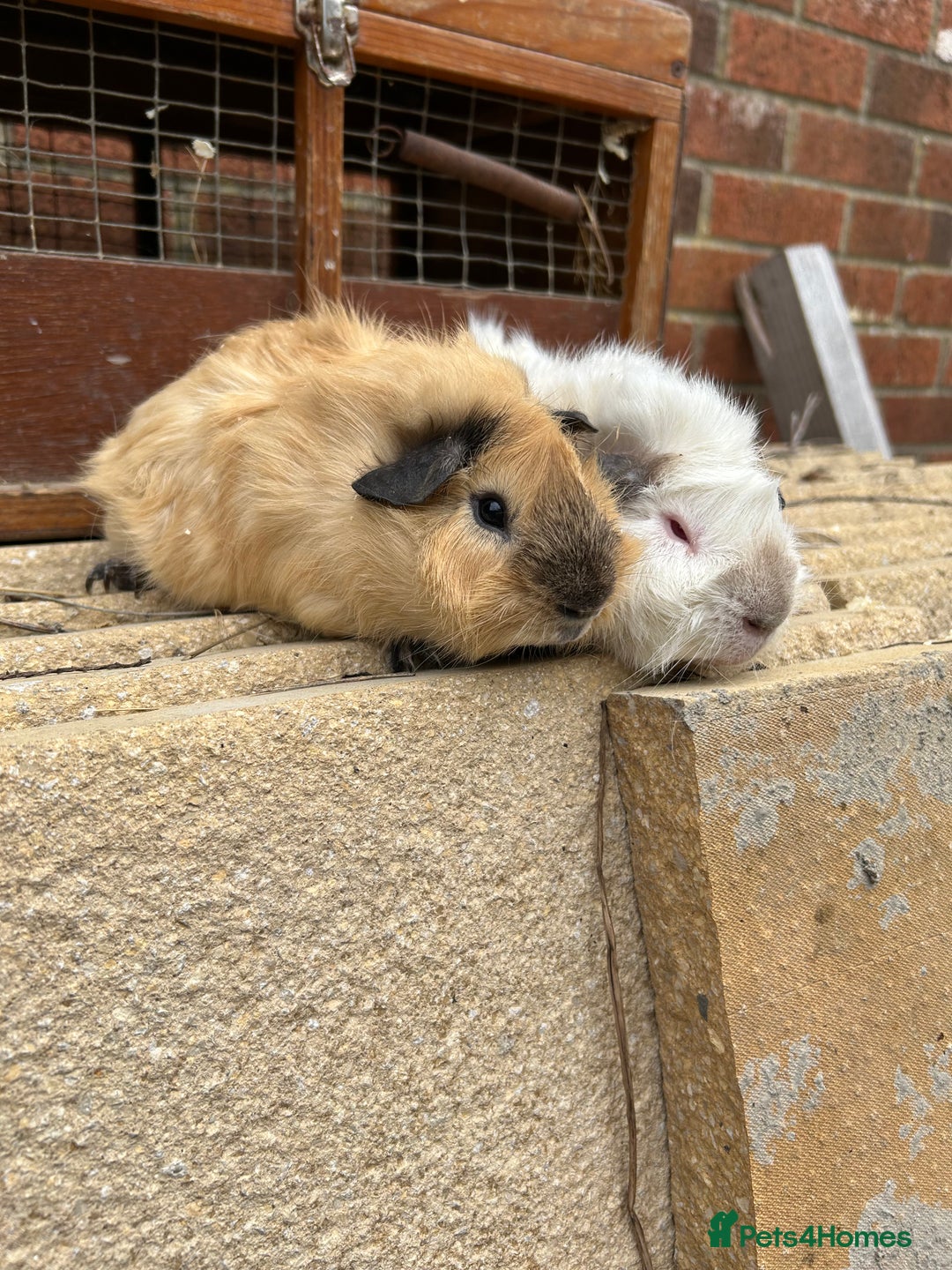 Guinea Pig rodents for sale: Funky guinea pigs - Image 1