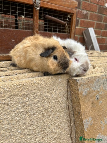 Guinea Pig rodents - Advert 1