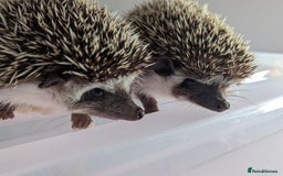 Pygmy Hedgehog rodents for sale: Gorgeous Hoglets!! AVAILABLE/REDUCED!!!! - Image 9