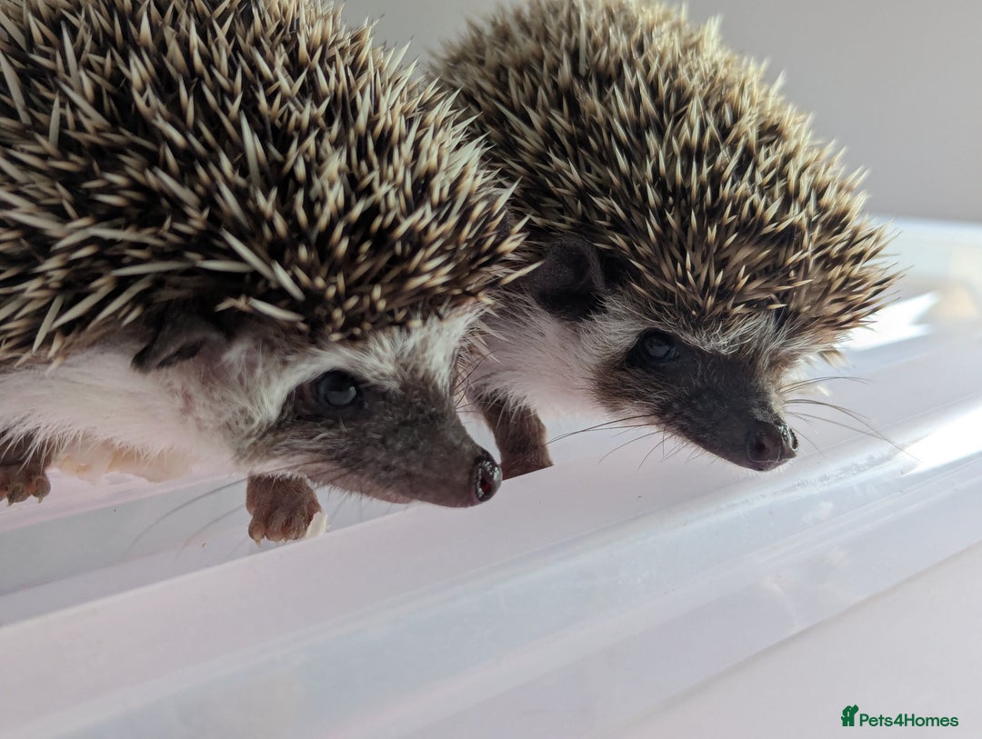 Pygmy Hedgehog rodents for sale: Gorgeous Hoglets!! AVAILABLE/REDUCED!!!! - Image 9