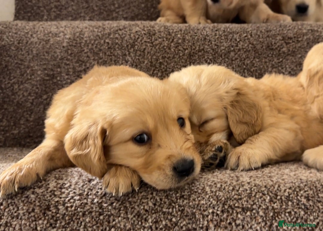 Golden Retriever dogs for sale: PEDIGREE HEALTH TESTED GOLDEN RETRIVER PUPPIES KC - Image 4