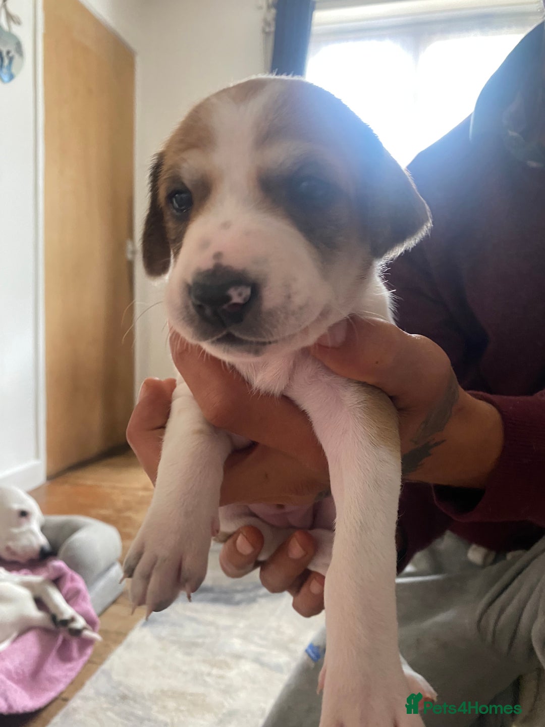 Mixed Breed dogs for sale: Lurcher puppies  - Image 9