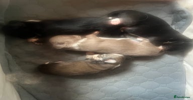 Chihuahua dogs - Advert 13