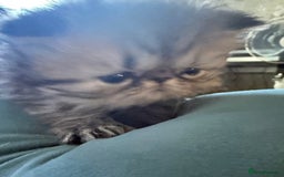 Persian cats for sale: Gorgeous Persians gccf registered pkd neg   - Image 10