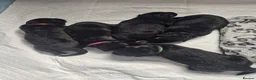 German Shepherd dogs for sale: German Shepherd Puppies Seeking New Humans - Advert 3