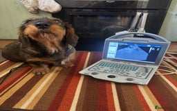 Dachshund dogs for sale: Wirehaired dachshund pending  - Image 9