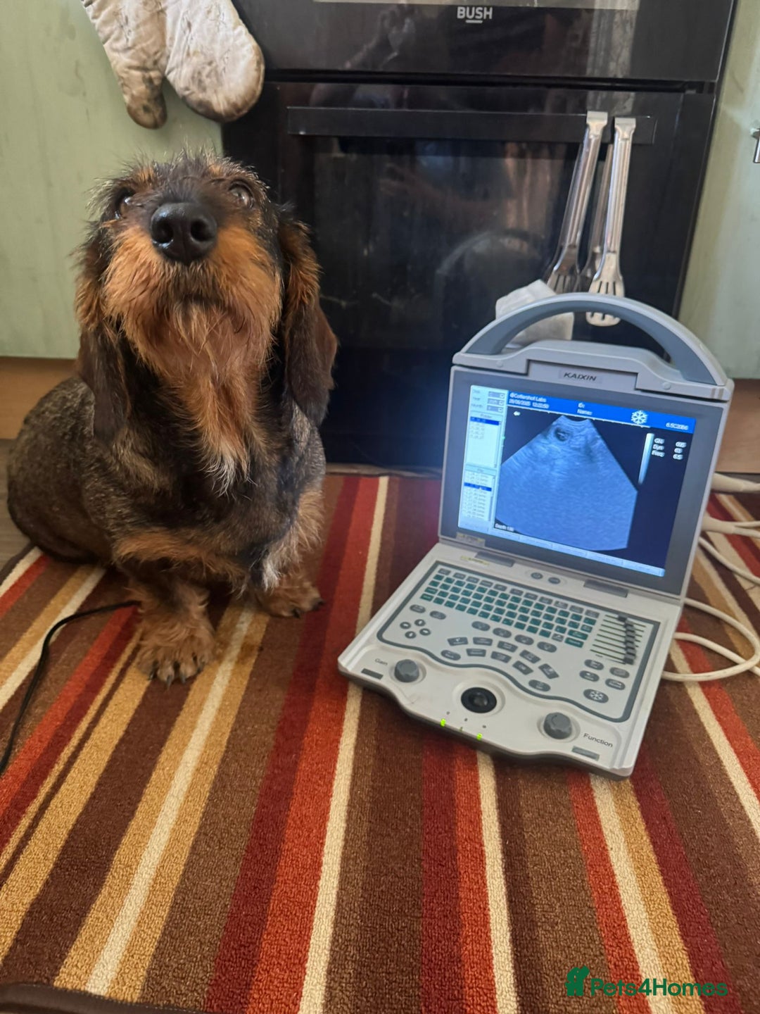 Dachshund dogs for sale: Wirehaired dachshund pending  - Image 9
