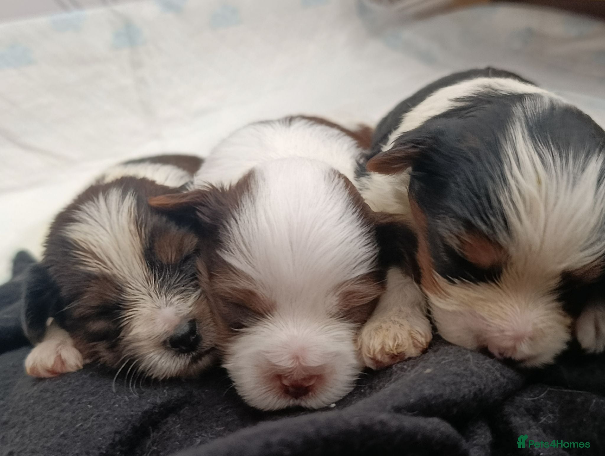 Biewer Terrier dogs 🐕Yorkshire terrier- Luxury Colors🤍🧡🖤🤎 - Advert 1
