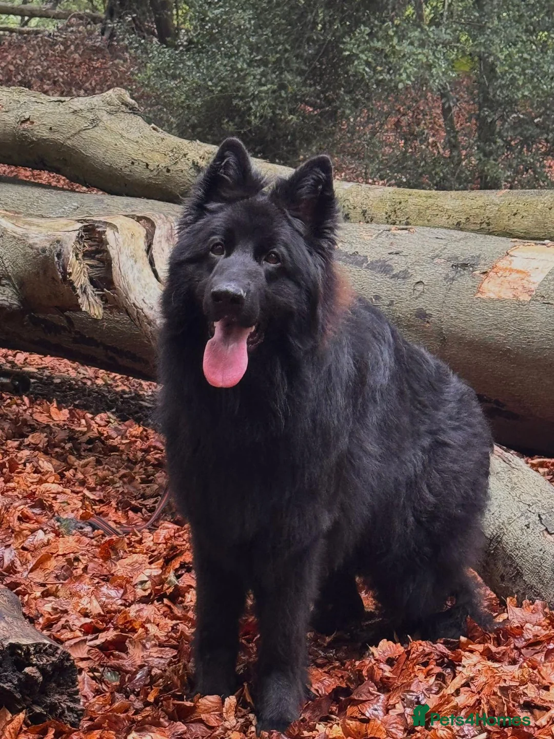 German Shepherd dogs for stud: Black German shepherd for Stud showclass in Wallington - Advert 2