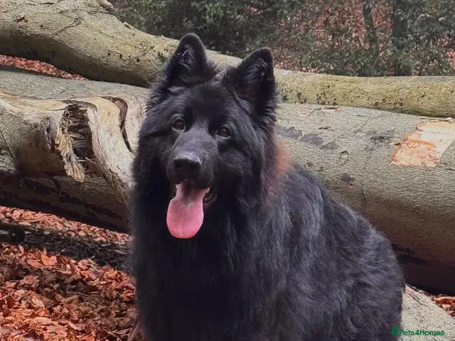 German Shepherd dogs for stud: Imported FCI black Long hair Gsd for stud/Mating - Advert 2