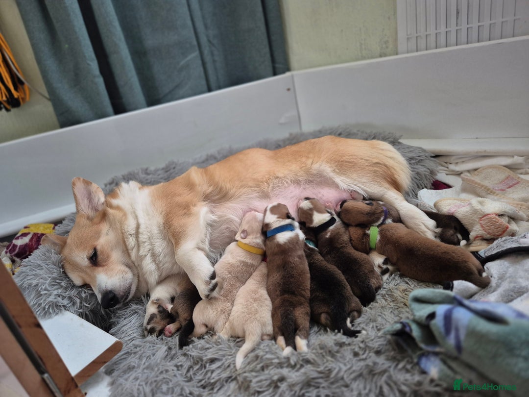 Welsh Corgi Pembroke dogs for sale: 8  Wales Pembroke Corgi puppy's - Advert 3