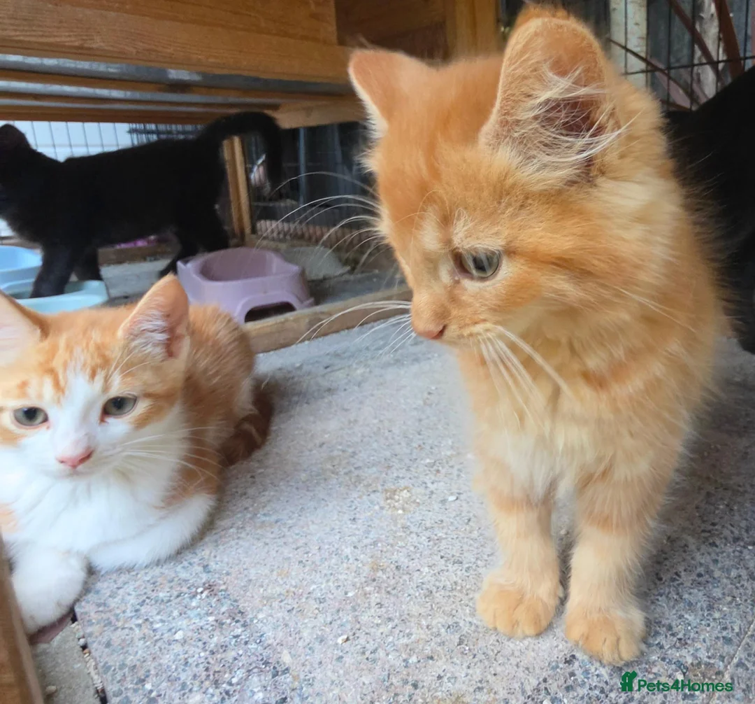 Persian cats for sale: Lovely half persian kitten - Advert 2