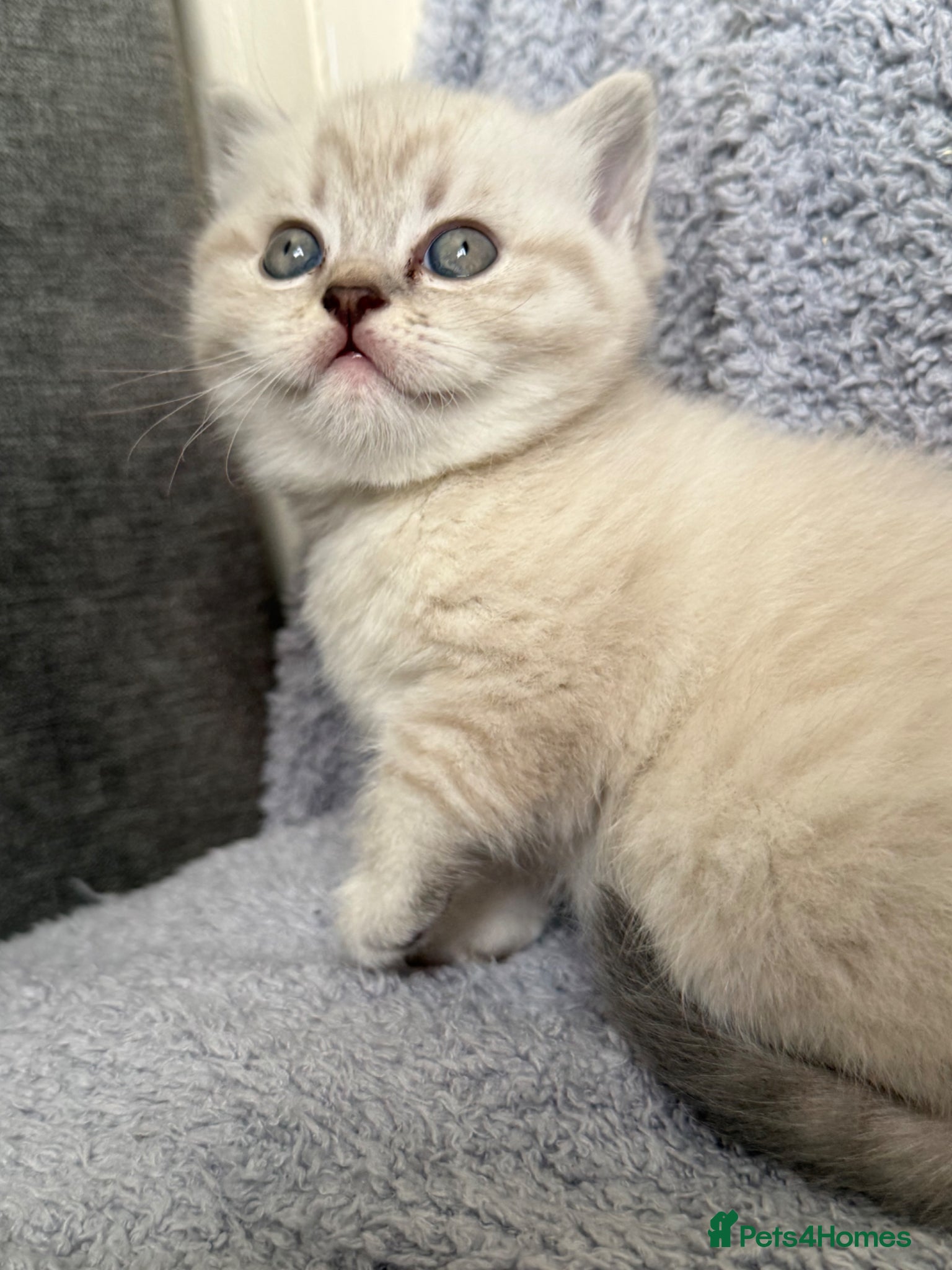 British Shorthair cats British shothair cute kittens  - Advert 6