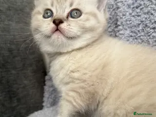 British Shorthair cats British shothair cute kittens - Advert 6
