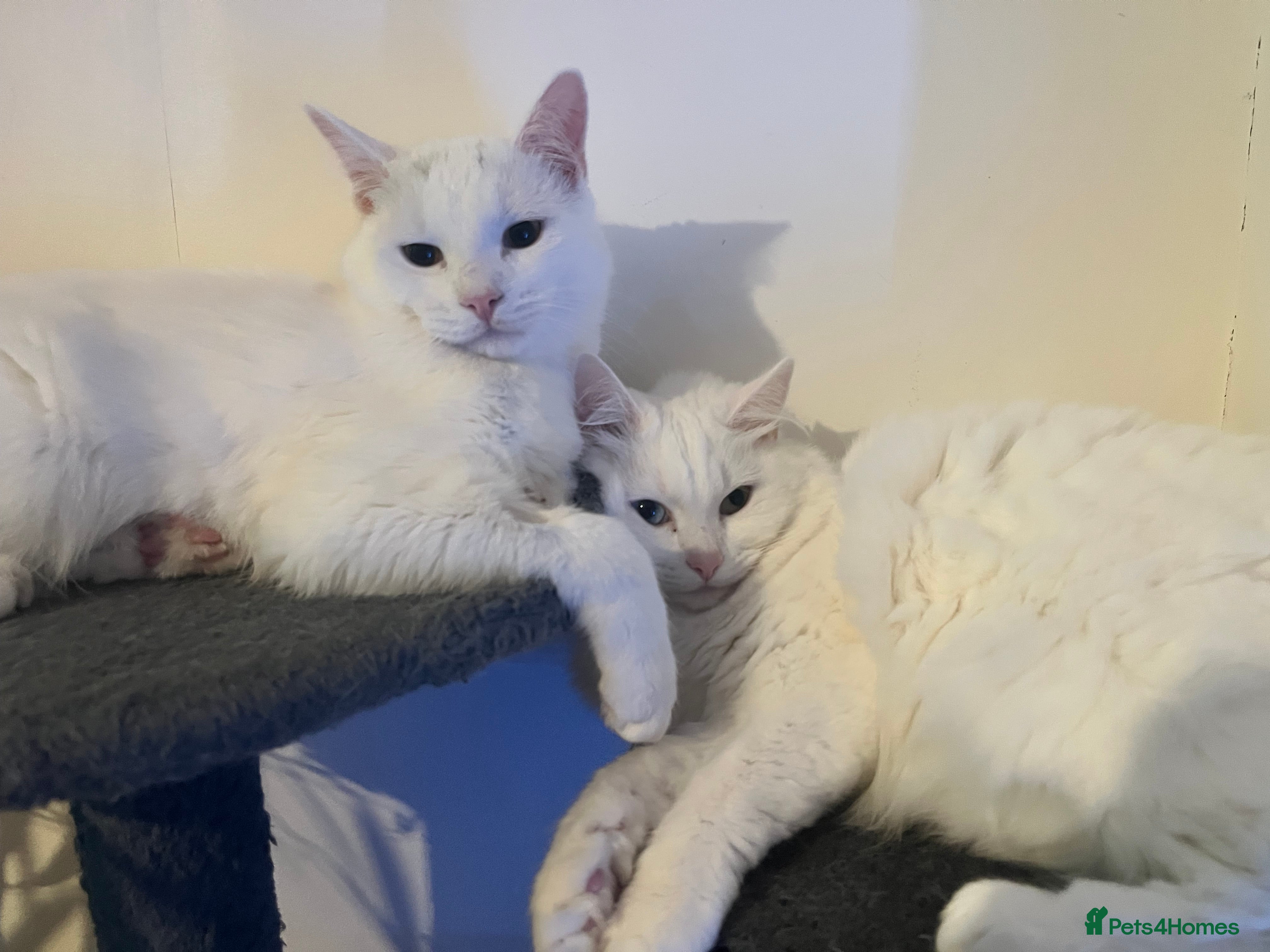 Mixed Breed cats NEED GONE ASAP - Two beautiful white cats - Advert 4