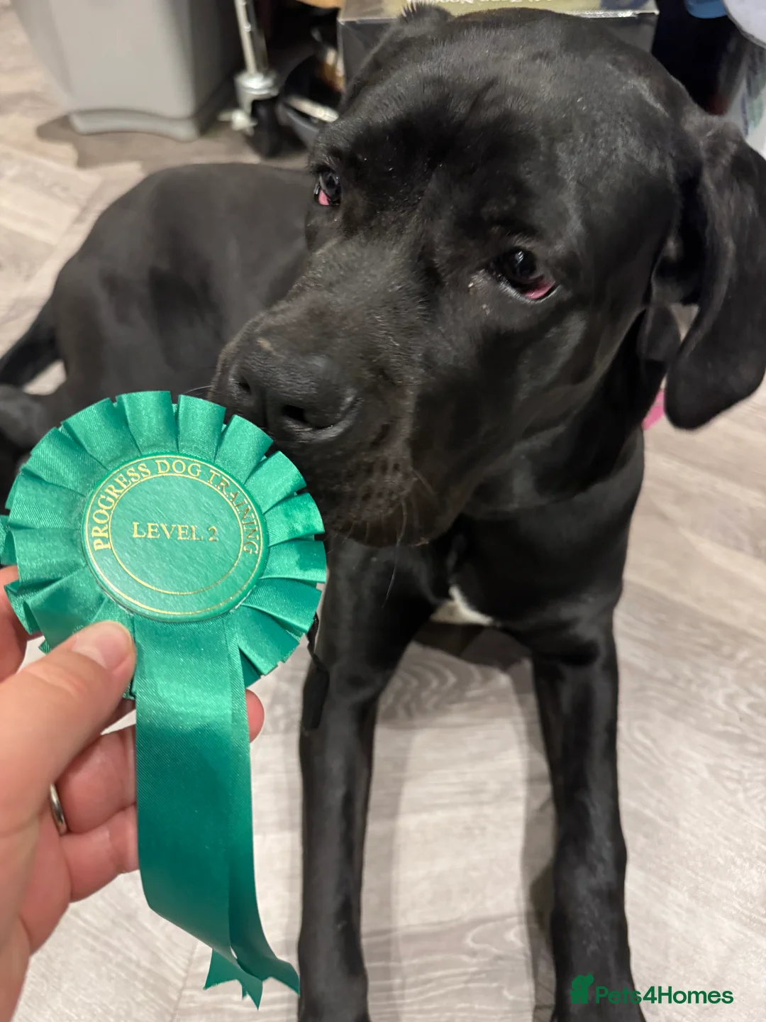 Cane Corso dogs for sale: 8 month old female cane corso - Advert 9