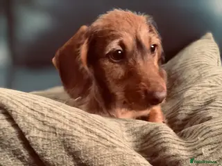 Miniature Dachshund dogs Boy and girl miniature wire haired dachshund - Advert 4