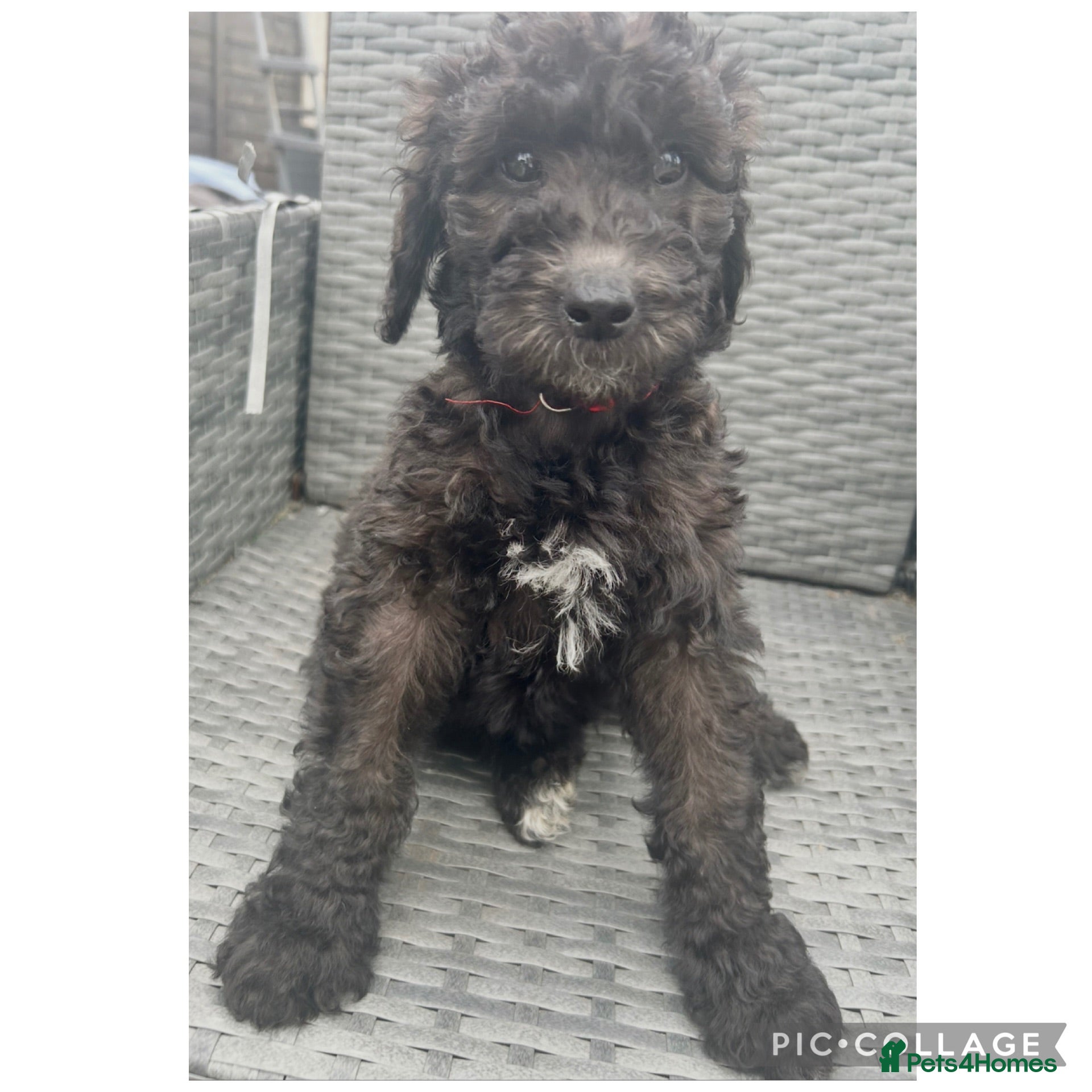 Labradoodle dogs Ready rare silvering f1bb standard labradoodles  - Advert 2