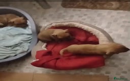 Mixed Breed dogs for sale: Terrier cross with jackrussle - Advert 4