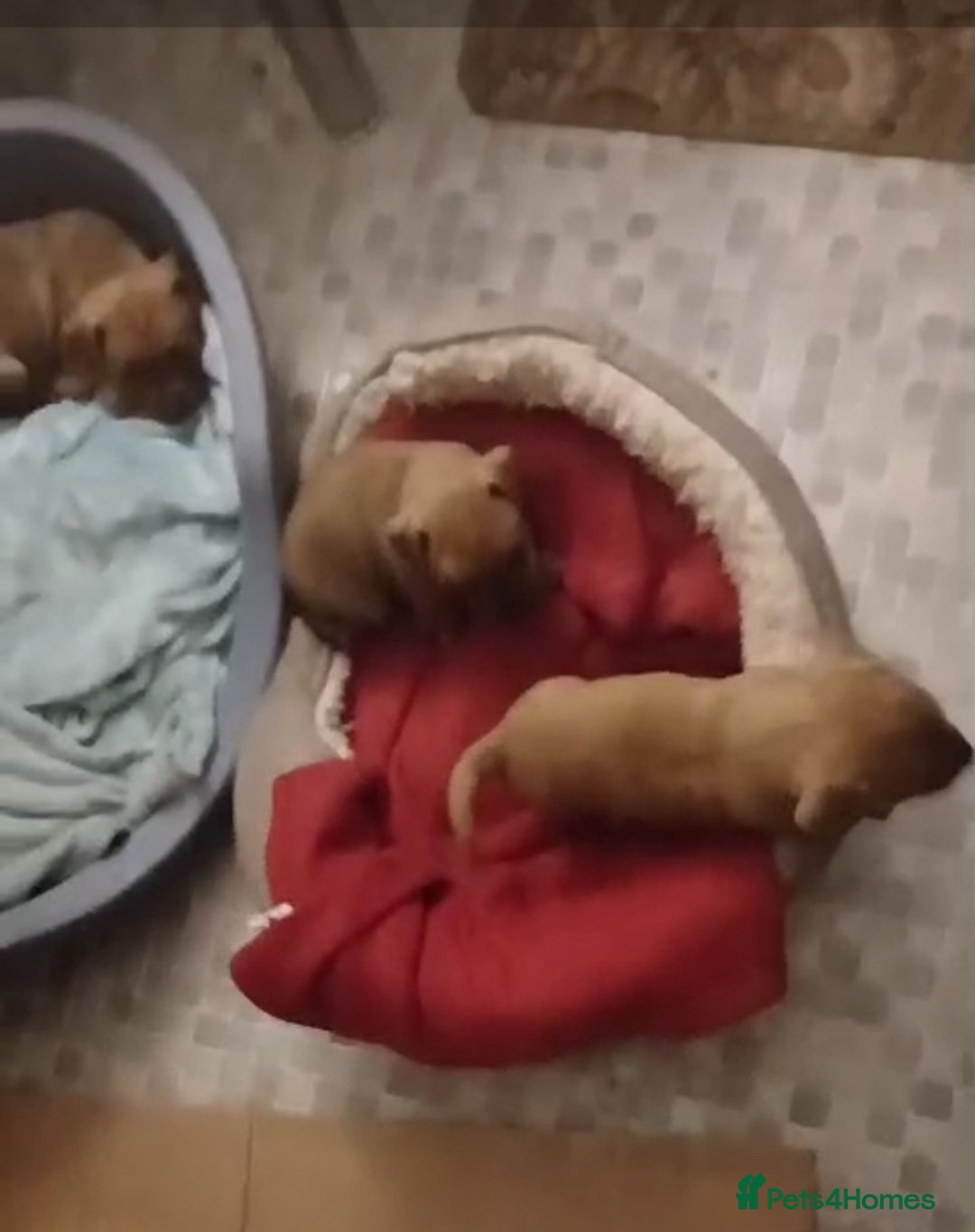 Mixed Breed dogs for sale: Terrier cross with jackrussle - Advert 4