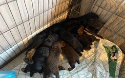 Cocker Spaniel dogs for sale: Working cocker spaniel puppies  - Image 12