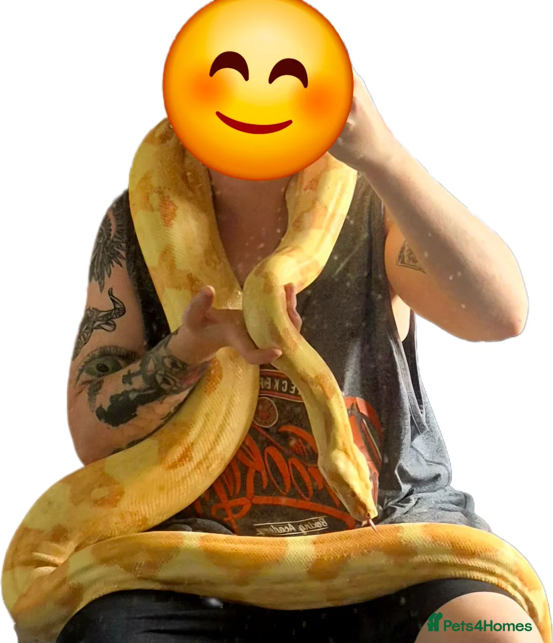 Boa Snake reptiles for sale: Adult sunglow jungle boa - Advert 4