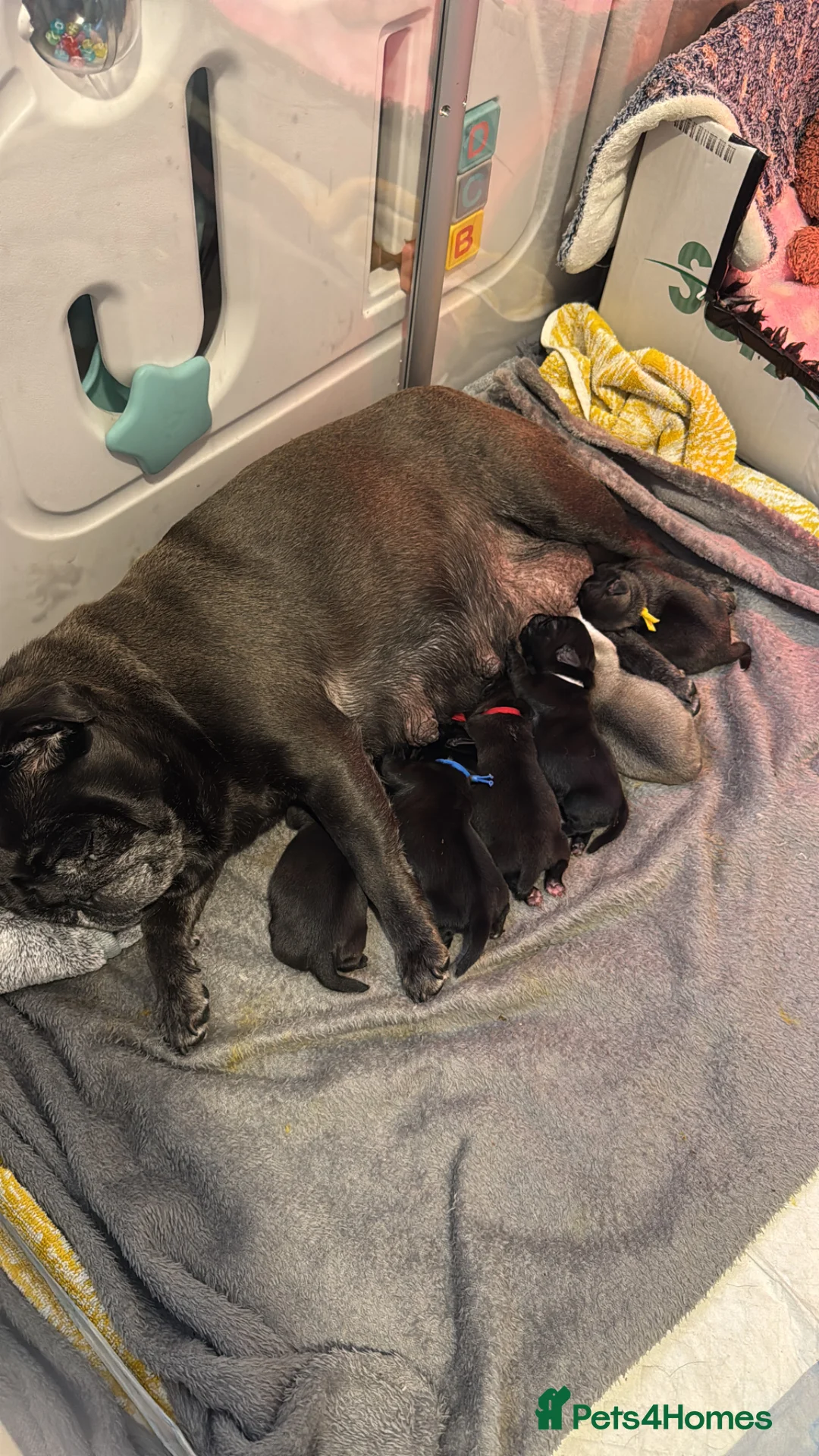 Pug dogs for sale: Stunning litter of kc pug puppies  - Advert 1