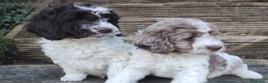 Cockapoo Puppy 5