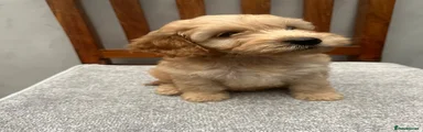 Cockapoo 9
