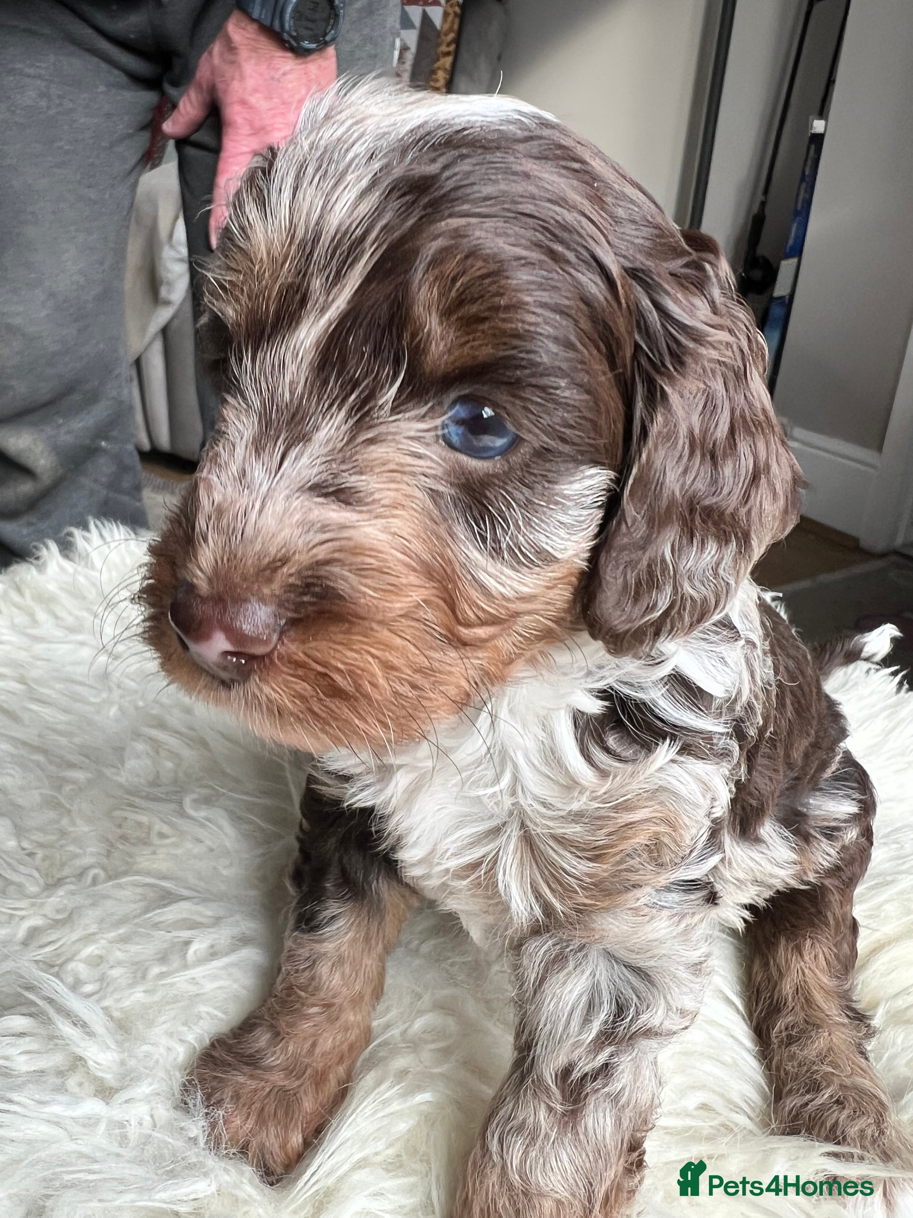 Cockapoo dogs Exquisite Health Checked Cockapoos For Sale - Advert 4