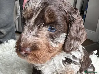 Cockapoo dogs Exquisite Health Checked Cockapoos For Sale - Advert 3