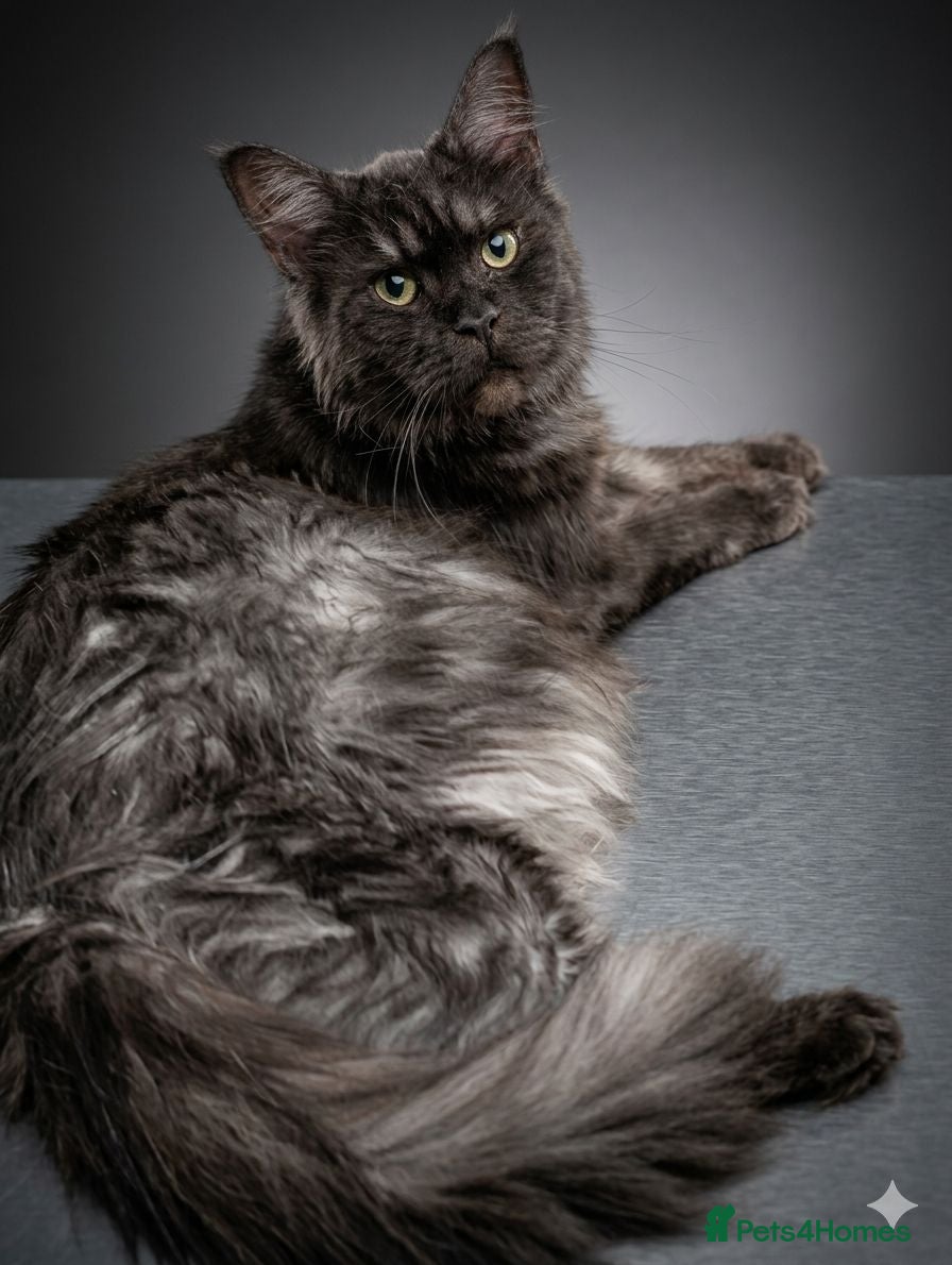 Maine Coon cats 🐾 Stunning Maine Coon Kittens Looking for  - Advert 1