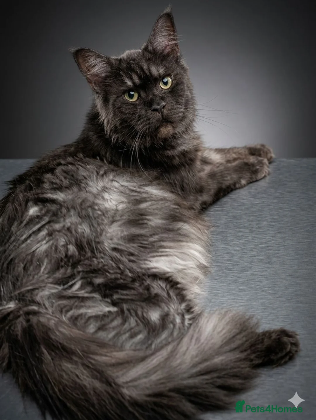 Maine Coon cats for sale: 🐾 Stunning Maine Coon Kittens Looking for  - Advert 1