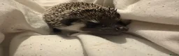 Pygmy Hedgehog rodents for sale: african pygmy hedgehog  - Advert 3