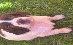 English Springer Spaniel dogs for sale: English working Springer Spaniel puppies for sale  - Image 13