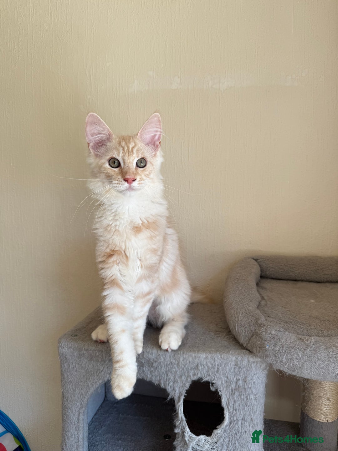 Maine Coon cats for sale: Stunning Maine coon kittens - Image 15