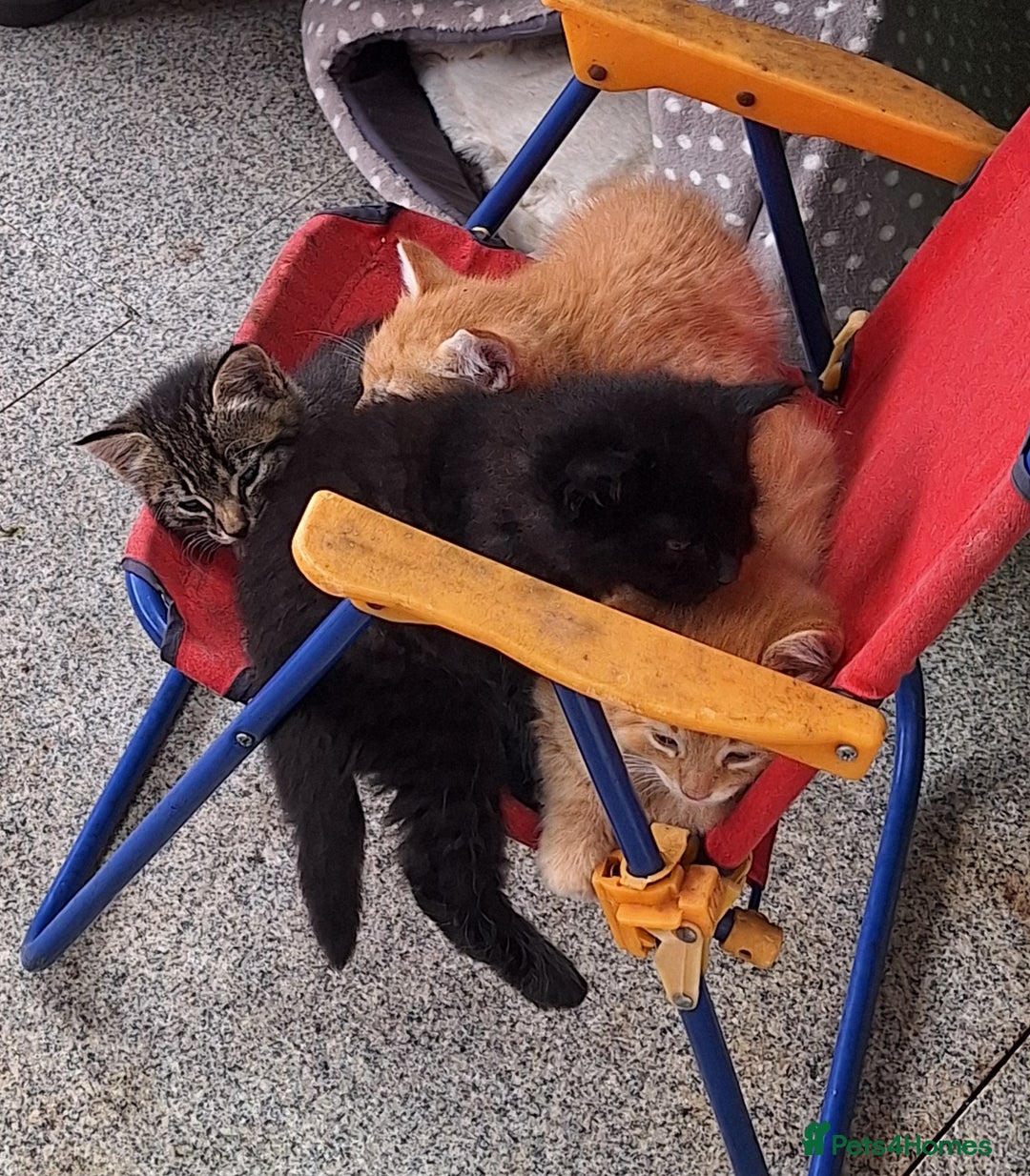 British Shorthair cats for sale: 4 short haired kittens  - Image 1