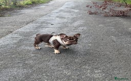 French Bulldog dogs for sale: Kc reg male ** rojo frenchie fluffy carrier - Image 3