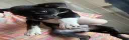 Mixed Breed dogs for sale: Staffie Cross Border Collie Pups - Advert 7