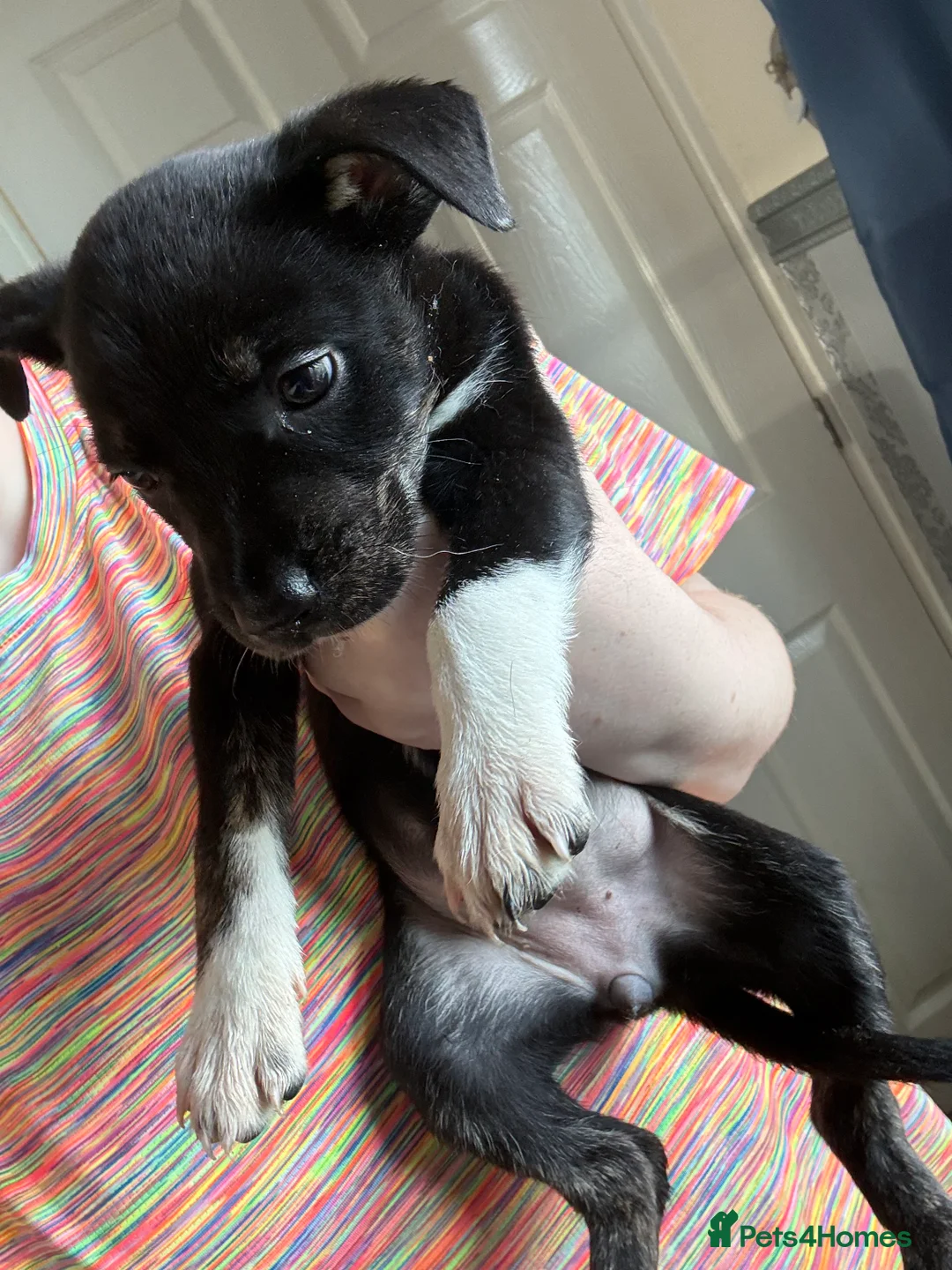 Mixed Breed dogs for sale: Staffie Cross Border Collie Pups - Advert 7