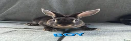 Rex rabbits for sale: £80pr Super Tame UNRELATED Mini Rex  - Advert 4