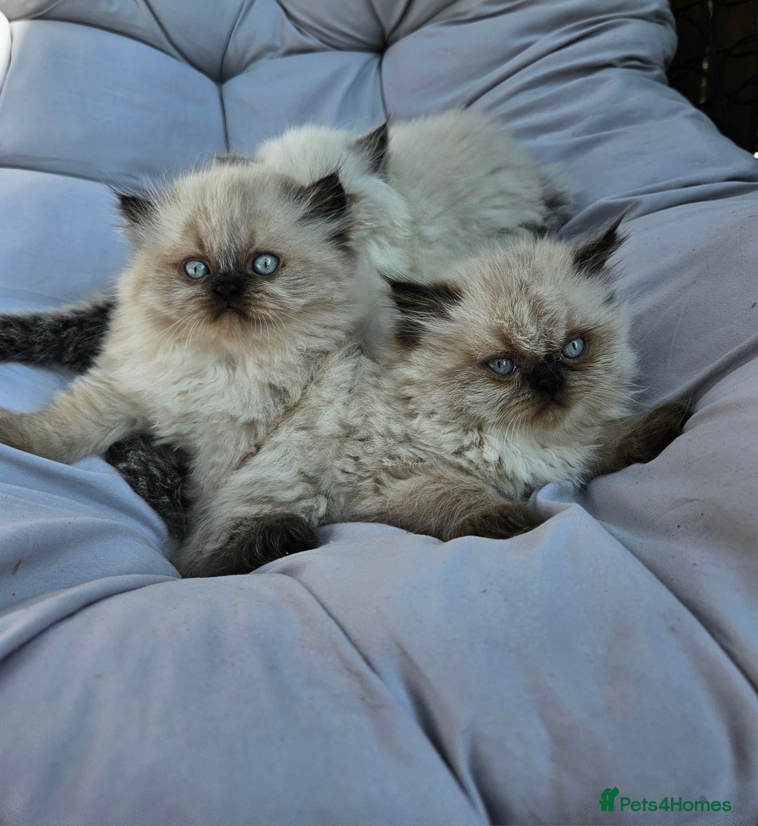 Persian cats for sale: PERSIAN HIMALAYAN Kittens for Sale!   - Image 15