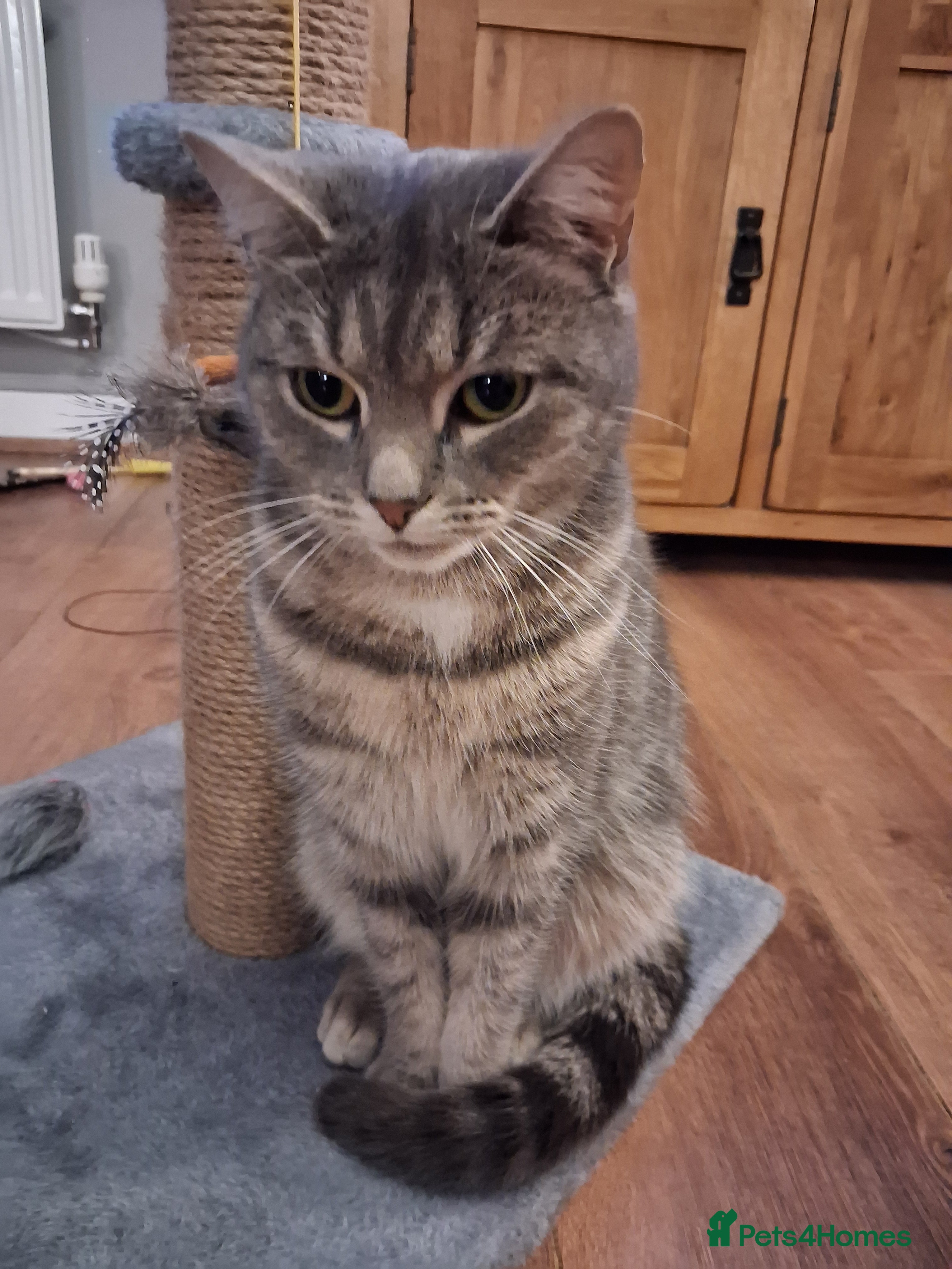 Domestic Shorthair cats Meet Luna - Advert 5