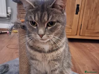 Domestic Shorthair cats Meet Luna - Advert 2