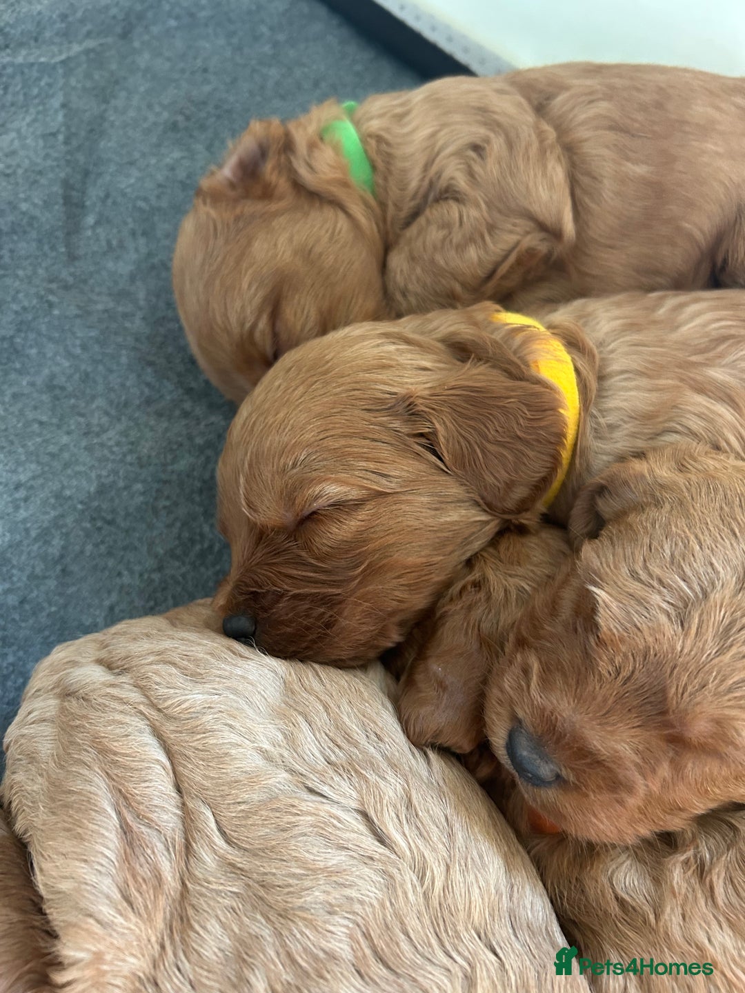 Labradoodle dogs for sale: 🐾F1b Healthy Labradoodle Puppies – Ready 18 Dec🐾 - Advert 12